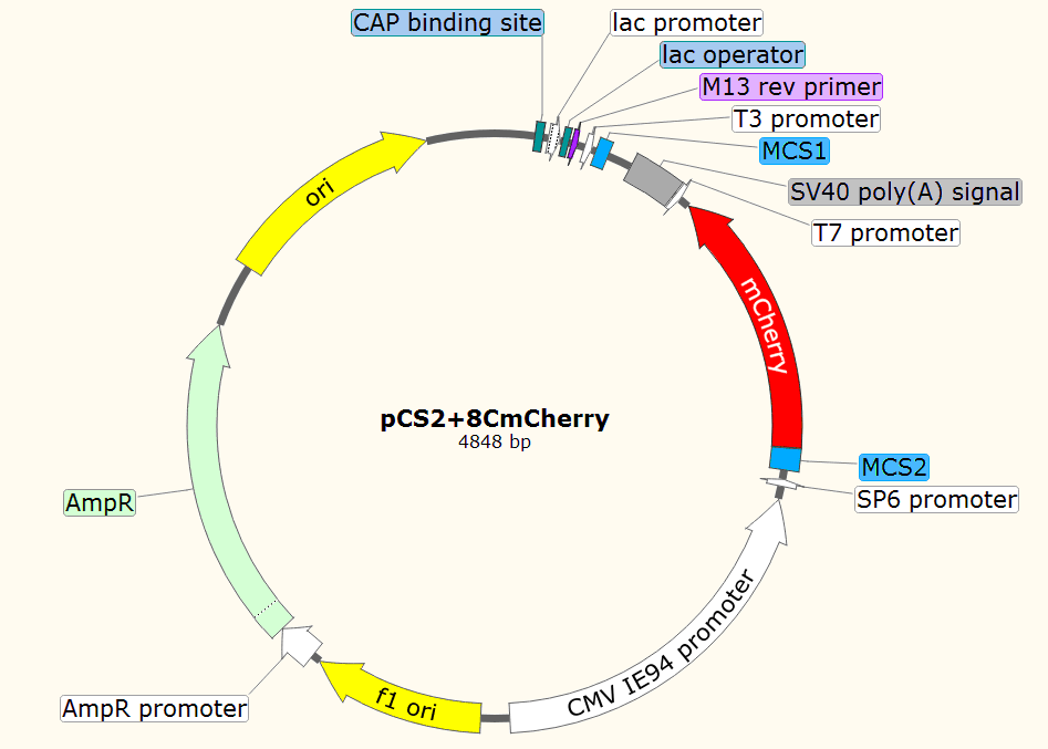 pCS2+8CmCherry载体图谱